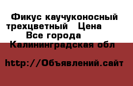 Фикус каучуконосный трехцветный › Цена ­ 500 - Все города  »    . Калининградская обл.